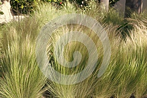 Nassella tenuissima or Mexican feathergrass ornamental grass plant grassy background, grasses