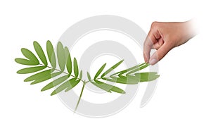 Nastic movements_it is a directional movement in plants in response to touch.