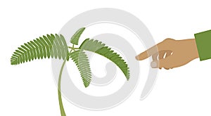 Nastic movements -it is a directional movement in plants in response to touch. Mimosa pudica plant is folding up leaves when