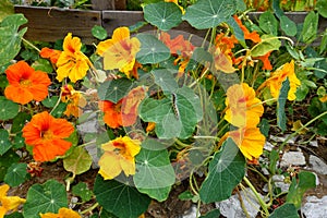 Nasturtium