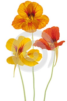 Nasturtium