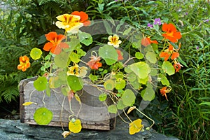 Nasturtium