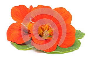 Nasturtium