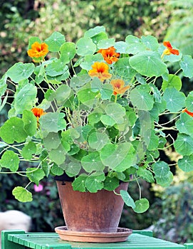 Nasturtium