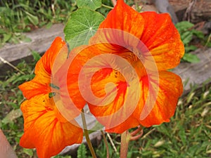 2 Nasturtium