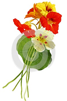 Nasturtium Bundle