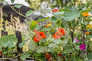 Nasturtium Climbing On Rustic Fence