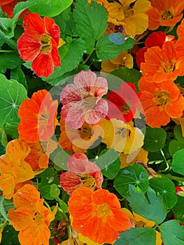 Nasturtium - colorful bright carpet