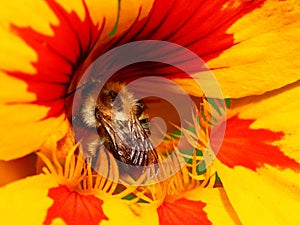 Nasturtium flower