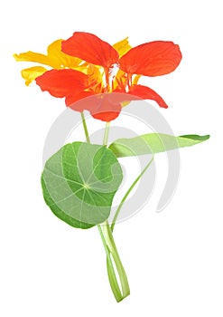 Nasturtium flower