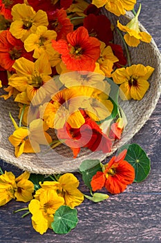 Nasturtium flower blossoms in braided tray or basket on dark background, organic picked nasturtium flowers, copy space