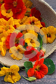 Nasturtium flower blossoms in braided tray on dark background, organic picked nasturtium flowers in summer time, close up