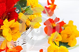 Nasturtium flower blossoms in white basket on white wooden background, edible nasturtium flowers