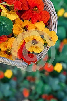 Nasturtium flower blossoms in wicker basket on flowering nasturtium background in garden, organic picked nasturtium flowers