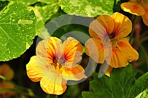 Nasturtium flower