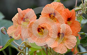 Nasturtium flower