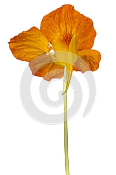 Nasturtium flower isolated