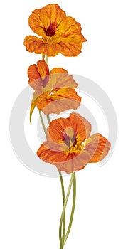 Nasturtium flower isolated