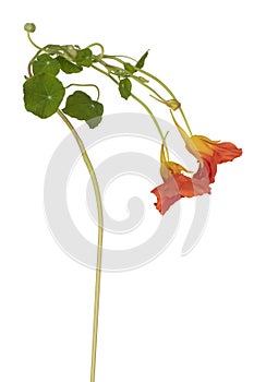 Nasturtium flower isolated