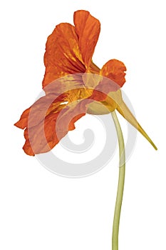 Nasturtium flower isolated