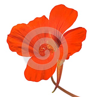 Nasturtium flower