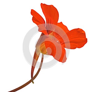 Nasturtium flower