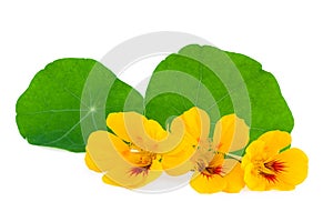 Nasturtium Flower