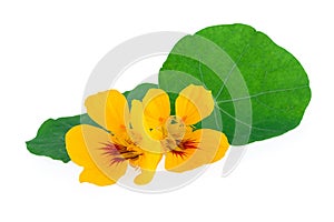 Nasturtium Flower with Leaf