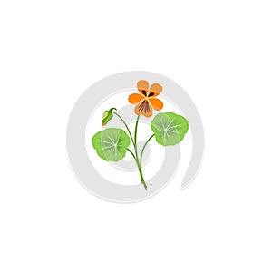 Nasturtium. Flower of nasturtium.