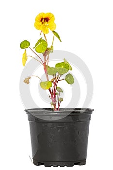 Nasturtium in flower pot