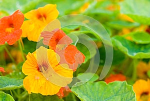 Nasturtium flowers