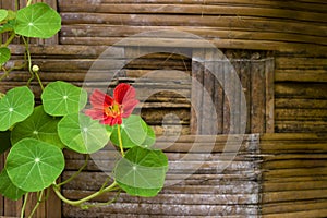 Nasturtium flowers