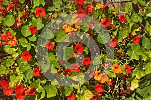 Nasturtium flowers in Chartwell gardens, Kent