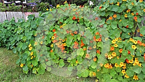 Nasturtium Flowers in a large group