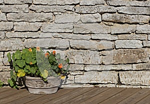 Nasturtium flowers in a stone flower pot on a timber brown floor