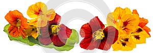 Nasturtium flowers Tropaeolum isolated on a white