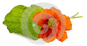 Nasturtium flowers Tropaeolum isolated on a white