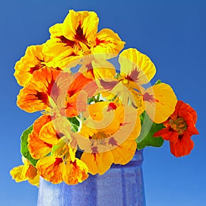 Nasturtium flowers vase blue background