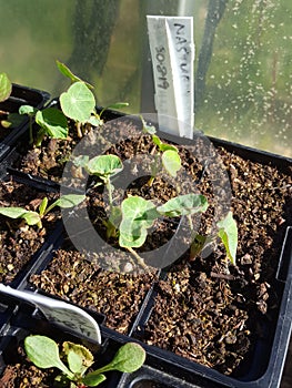 Nasturtium grown from seed in a punnet