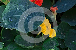 Nasturtium leaves with dew close up in morning sunlight, lush nasturtium flowers leaves in summer or autumn time