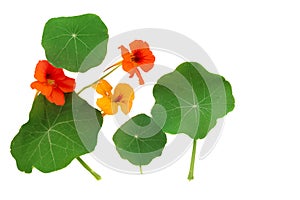 Nasturtium Leaves and Flowers