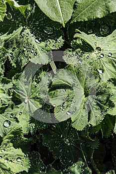 Nasturtium leaves with fresh raindrops
