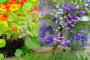 Nasturtium and lobelia blossom