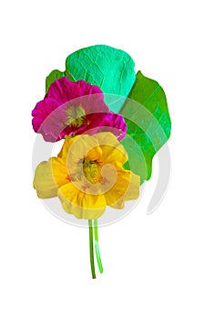 Nasturtium. Nasturtium flowers. Nasturtium flowers isolated on w