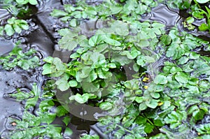 Nasturtium officinale grows on the edge of the reservoir