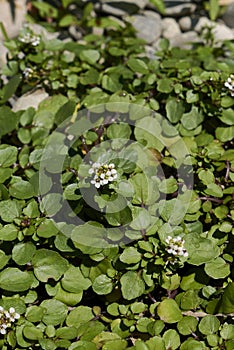 Nasturtium officinale plant close up