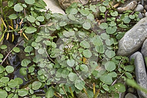 Nasturtium officinale plant close up