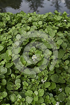 Nasturtium officinale plants in bloom