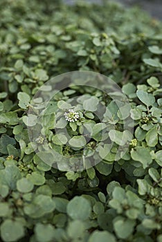 Nasturtium officinale plants in a river