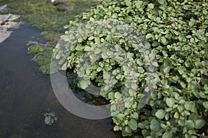 Nasturtium officinale plants in a river